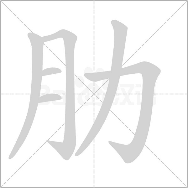 肋字笔顺