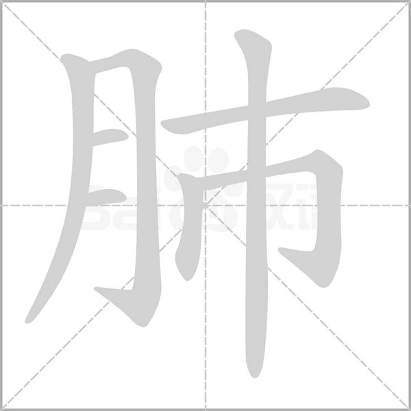 肺字笔顺