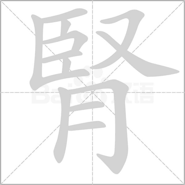 腎字笔顺